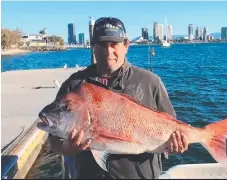  ??  ?? This 98cm snapper was caught off the Gold Coast this season.