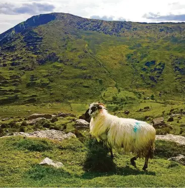  ?? Anne Calcagno photos ?? Sheep near Kenmare may have their fleeces dabbed with blue, red or orange dye, indicating their owners.