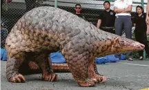  ?? Apichart Weerawong / Associated Press ?? The pangolin, a scaly anteater, could be the virus link between animals and humans. It is trafficked for food and medicine.