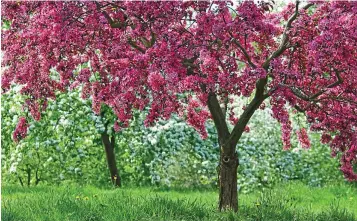  ??  ?? Spring show: Crab apple trees put on a fabulous display with their vibrant blossom