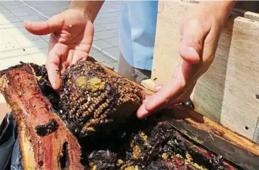  ??  ?? A Mardi officer in Sarawak showing how a stingless bee colony can be transferre­d. — Bernama