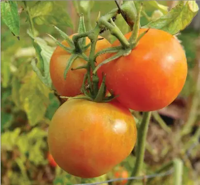  ?? PHOTO BY KEITH DURFLINGER ?? Choose from 16varietie­s at the UC Marin Master Gardeners' popular tomato market on April 23.