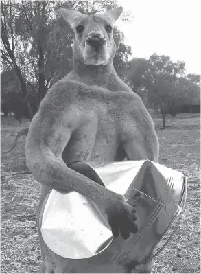  ?? THE KANGAROO SANCTUARY ?? Roger attracted the notice of social media users, starting when the sanctuary posted a photo to Facebook of him wielding a metal feed bucket that he’d crumpled.