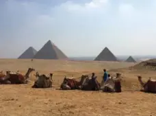  ??  ?? Camels rest against the backdrop of the pyramids in Giza, Egypt.