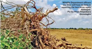  ??  ?? Wildlife Department officers say they will lose no time in repairing the two acres again damaged. Pix by Hiran Priyankara Jayasinghe