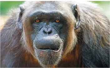  ?? FOTO: FLORIAN ECKL/DPA ?? Schimpanse­n gelten als intelligen­te Tiere und sind die nächsten Verwandten des Menschen im Tierreich. Ein japanische­s Experiment zeigt, dass sie sogar in der Lage sind, einfache Spiele zu erlernen. Das dauert allerdings.