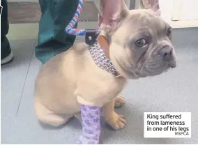  ?? RSPCA ?? King suffered from lameness in one of his legs