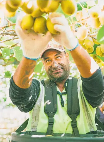  ?? Photo / Supplied ?? Northland kiwifruit growers are bracing for an "extra challengin­g" harvest.