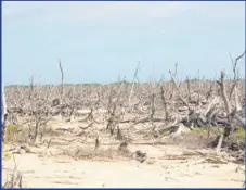  ?? ?? Degraded mangrove forest in south Clarendon Subject of UWI SODECO Restoratio­n Programme