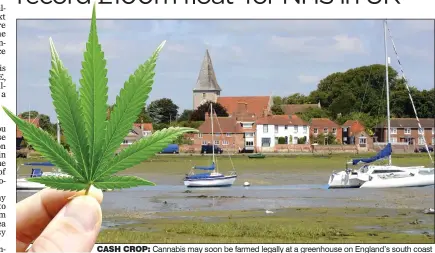  ??  ?? CASH CROP: Cannabis may soon be farmed legally at a greenhouse on England’s south coast