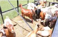  ?? ?? The goats donated by First Lady Dr Auxillia Mnangagwa to women who are part of her widows associatio­n to start income-generating projects in Mashonalan­d West