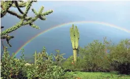  ?? MICHAEL CHOW/THE REPUBLIC ?? A full rainbow arches over a saguaro cactus in the Scottsdale desert after a rain showers.