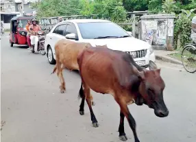  ??  ?? Cattle take a stroll on Galle road. Pic by Sarath Siriwardan­a