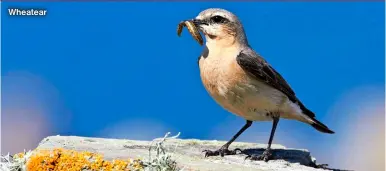  ?? ?? Wheatear