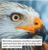  ??  ?? Red kites possess excellent eyesight and hunt from the air by circling over open countrysid­e