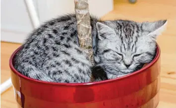  ??  ?? Rocky träumt im Blumentopf einer Palme wohl vom sonnigen Süden. Der kleine Kater gehört Daniel Krafczyk und Sabine Häfele aus Großaiting­en (Landkreis Augsburg).