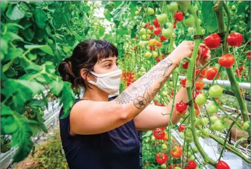  ?? AFP ?? A greenhouse atop a Montreal warehouse growing eggplants and tomatoes to meet demand for locally sourced foods has set a new record as the largest in the world.