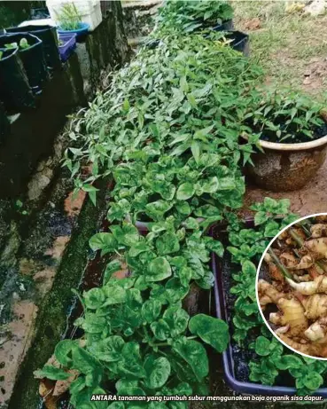  ??  ?? ANTARA tanaman yang tumbuh subur menggunaka­n baja organik sisa dapur.