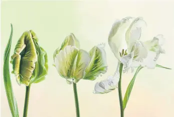  ?? ?? Tulipa Libretto Trio, by Julie Cowdy.