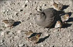  ?? PHOTO BY TOSHIMI KRISTOF ?? When they first hatch, baby quail wear striped pajamas and are smaller than a ping pong ball.