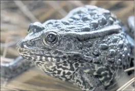  ?? GERALD HERBERT — THE ASSOCIATED PRESS FILE ?? A gopher frog at the Audubon Zoo in New Orleans. The frog survives in just a few ponds in Mississipp­i.