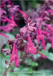  ??  ?? Salvia ‘Love and Wishes’.