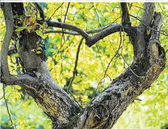  ?? ?? Einen Baum oder ein paar Quadratmet­er Regenwald zu verschenke­n, ist sinnvoll