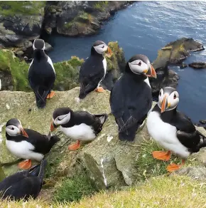  ?? ?? WATCH THE BIRDIE: Faithful feathered friends are jokers of the high seas