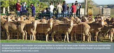  ?? FOTO: AMELIA GENIS ?? Kuddekompe­tisies as ’n manier om jongooikud­des te verbeter en teen ander kuddes in boere se onmiddelli­ke omgewing te meet, neem in gewildheid toe. Dié foto is tydens die landbouver­eniging Napier se jongooikud­deevalueri­ng geneem.