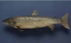  ?? BRIAN BOYLE, MPA, FPPO ?? A Lake Ontario Atlantic salmon on display at the Royal Ontario Museum. The stuffed fish was one of five studied by Eric Guiry and his colleagues.