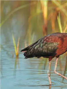  ??  ?? GLOSSY IBIS Perhaps this will be the next heron-like bird to colonise the UK