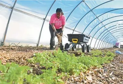  ?? KIM HAIRSTON/BALTIMORE SUN ?? Shae McCoy, a farmer at Strength to Love II Farm (S2L2) in Sandtown-Winchester, lays down mulch to create a path in one of 14 establishe­d hoop houses..