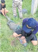  ?? DEPT OF FISHERIES’ PHUKET OFFICE ?? Rescuers prepare to take the crocodile, captured off Layan beach in Phuket, to the provincial fisheries research centre.