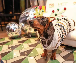  ?? ?? A new sausage dog cafe is coming to Bristol this weekend