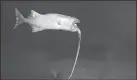 Whipnose Anglerfish Swim Upside Down - The New York Times