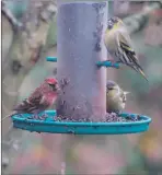  ?? Photograph: Fiona Laing. ?? Siskin and lesser redpoll have featured in widespread reports of these species passing through gardens in April.