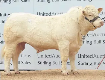  ?? Pictures: Ron Stephen. ?? Newhouse Lonestar, left, from RM Adam and Son, Newhouse of Glamis, sold for 22,000gn, while Balthayock Lineup, right, from Major Walter, Balthayock Home Farm, Perth, achieved a price of 16,000gn at the Charolais sale on the closing day of Stirling Bull...