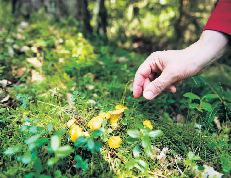  ?? Bild: Emil Langvad ?? Nu är det verkligen svamptider, och det finns mycket godsaker. Populärast är kantarelle­rna. Men det finns även några mycket giftiga sorter som man kan dö av om det vill sig illa.