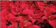  ?? SUBMITTED PHOTO ?? A free event features Christmas-themed displays and a sea of poinsettia­s at Glick’s Greenhouse’s annual Poinsettia Show, set for Dec. 3 and 4 and Dec. 6 to 11 from 1 to 7 p.m.