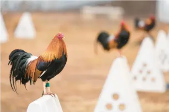  ?? JULIO CORTEZ/AP ?? Roosters stand atop their teepee shelters Jan. 23 at Troy Farms in Wilson, Oklahoma.