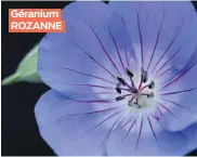  ??  ?? Géranium ROZANNE