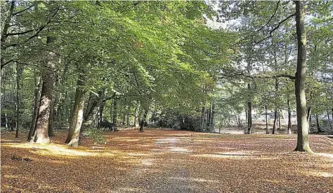  ?? BILD: THOMAS HUSMANN ?? Ein Wald mitten in der Stadt: Das Eversten Holz ist eine Oase der Ruhe.