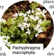  ??  ?? Pachyphrag­ma macrophyll­a