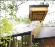  ??  ?? A suet bird feeder hangs in Bergstrom’s backyard in Siloam Springs.