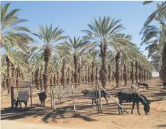  ??  ?? DATE PALMS at Kibbutz Eilot.