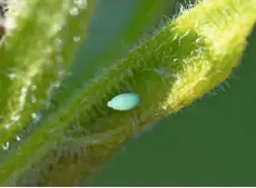  ??  ?? A freshly-laid egg on alder buckthorn, Frangula alnus. Initially, the eggs are white, turning yellow in a few days, then grey, before hatching into a caterpilla­r which will feed on the fleshy leaf.