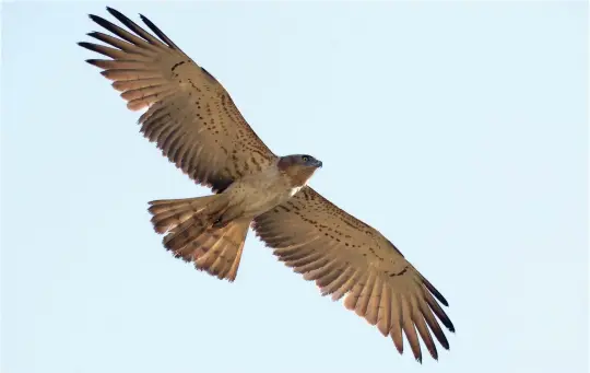  ?? ?? SEVEN: Short-toed Eagle (Gujarat, India, 23 February 2012). This bird looks big, and it is! The very pale underwings with just brown flecking in the underwing coverts, a pale diffusely grey wing-tip and the merest hint of dark ‘wrist marks’ suggest Short-toed Eagle, a diagnosis confirmed by the very long and broad wings, a longish and broad tail, a completely plain underbody with just a dark ‘hood’, and three well-spaced dark bars in the undertail.