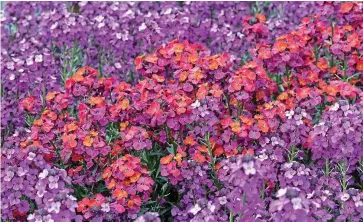  ?? ?? Dazzling: Young Erysimum Bowles Mauve plants will flower for more than a year