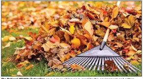  ?? (Elena Elisseeva/Dreamstime/TNS) ?? The National Wildlife Federation says a layer of leaves is good for the environmen­t and critters.