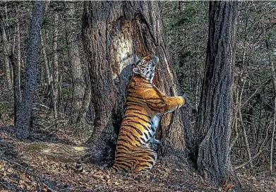  ??  ?? The Embrace, by Sergey Gorshkov, Wildlife Photograph­er of the Year, is one of many stunning images on display at Canterbury Museum as part of the 2020 Wildlife Photograph­er of the Year exhibition.